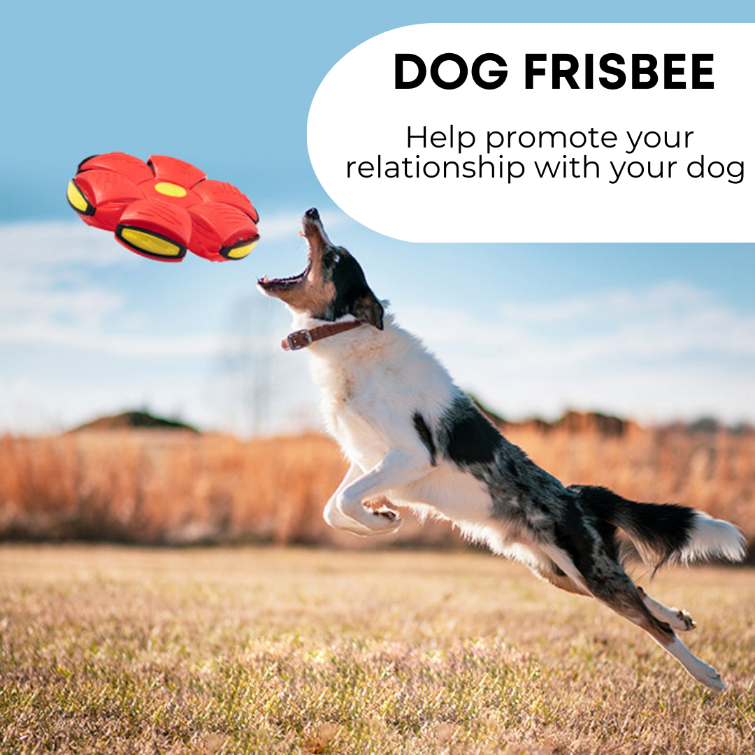 Soft Dog Frisbee